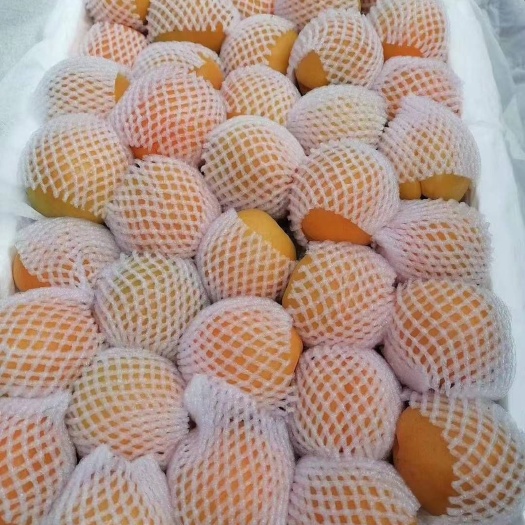 砀山县种植大棚 自己家种的大棚杏子，现采现卖，新鲜！