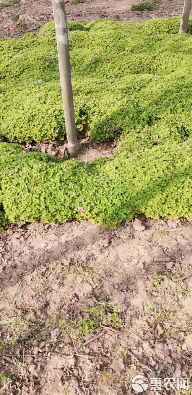 红花酢浆草 红花炸浆草