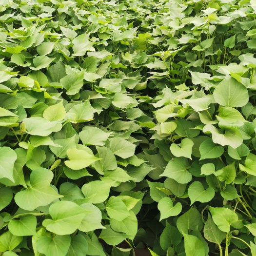 秦薯5号红薯苗 宝鸡农科院引进秦五脱毒原种，繁育大棚高剪脱毒苗。