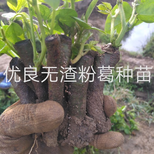 葛根种苗  来自于广西梧州藤县和平镇桂葛一号脱毒无渣粉葛