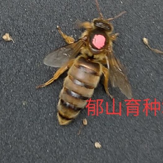 郁南县 中蜂王 双色王 红背王 阿坝中蜂王 土蜂王