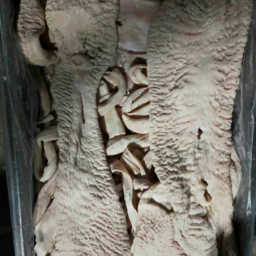 牛肠 牛大肠质量好的，大肠，小肠，散带，碗口