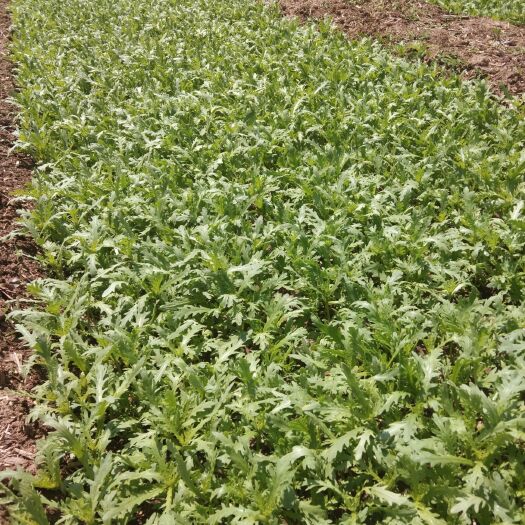 昌乐县 露天茼蒿菜二亩半价格面议到5月十七号可采收