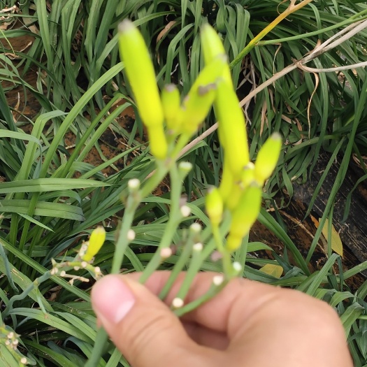 沂南县黄花菜 大棚到期黄花苗