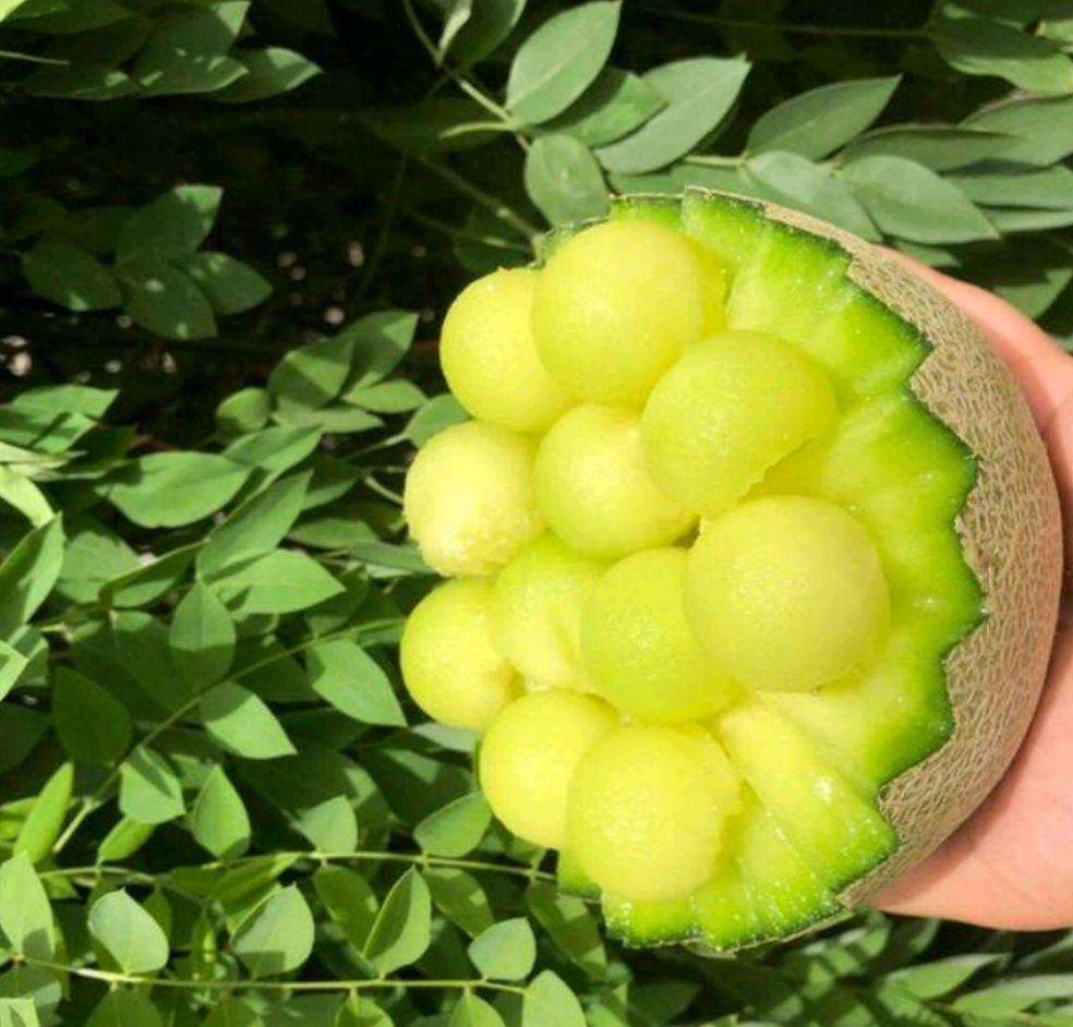 鲁厚甜一号 鲁厚甜大量现货