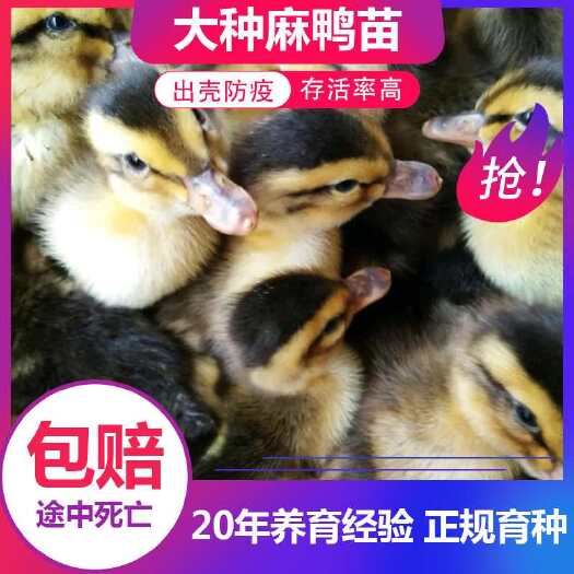 南宁 鸭苗，大种麻鸭苗，优良品种，可养7斤