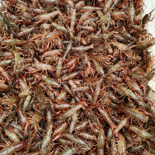 洪湖市小龙虾苗  优质虾苗大降价，全程指导跟踪服务