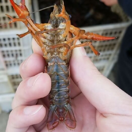 洪湖市清水小龙虾 小青2.4-4钱，湖北洪湖清水养殖，肉质饱满底板干净！