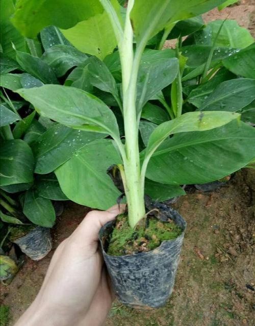 中蕉9号香蕉苗 中蕉九号