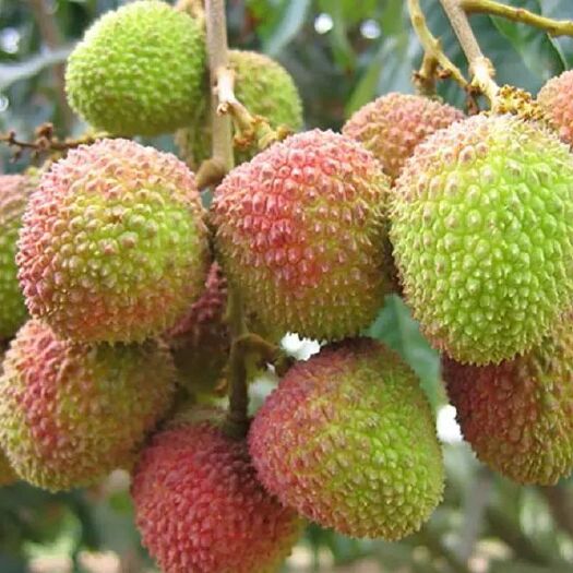 灵山县妃子笑荔枝苗 5公分妃子笑高压苗