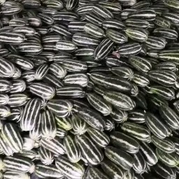 费县费县薛庄镇大量供应博洋九甜瓜