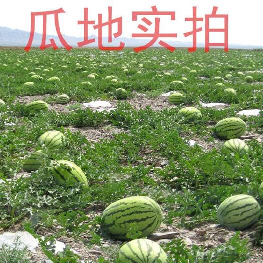 海原县 宁夏中卫香山西瓜香甜可口，长途抗运输