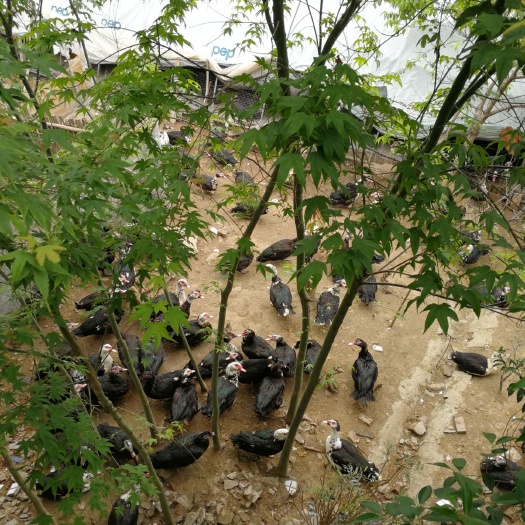 如皋市供应飞鸭