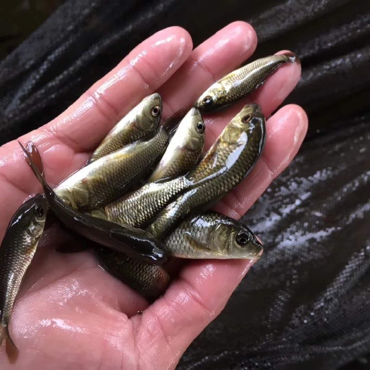 贺州 鲤鱼苗