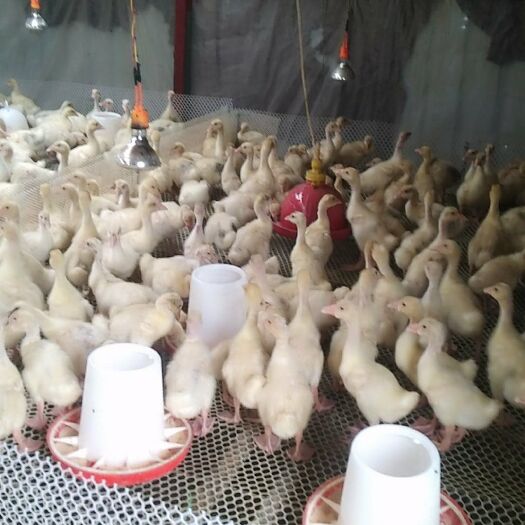 通许县大三花鹅苗 肉鹅  大三花 脱温鹅