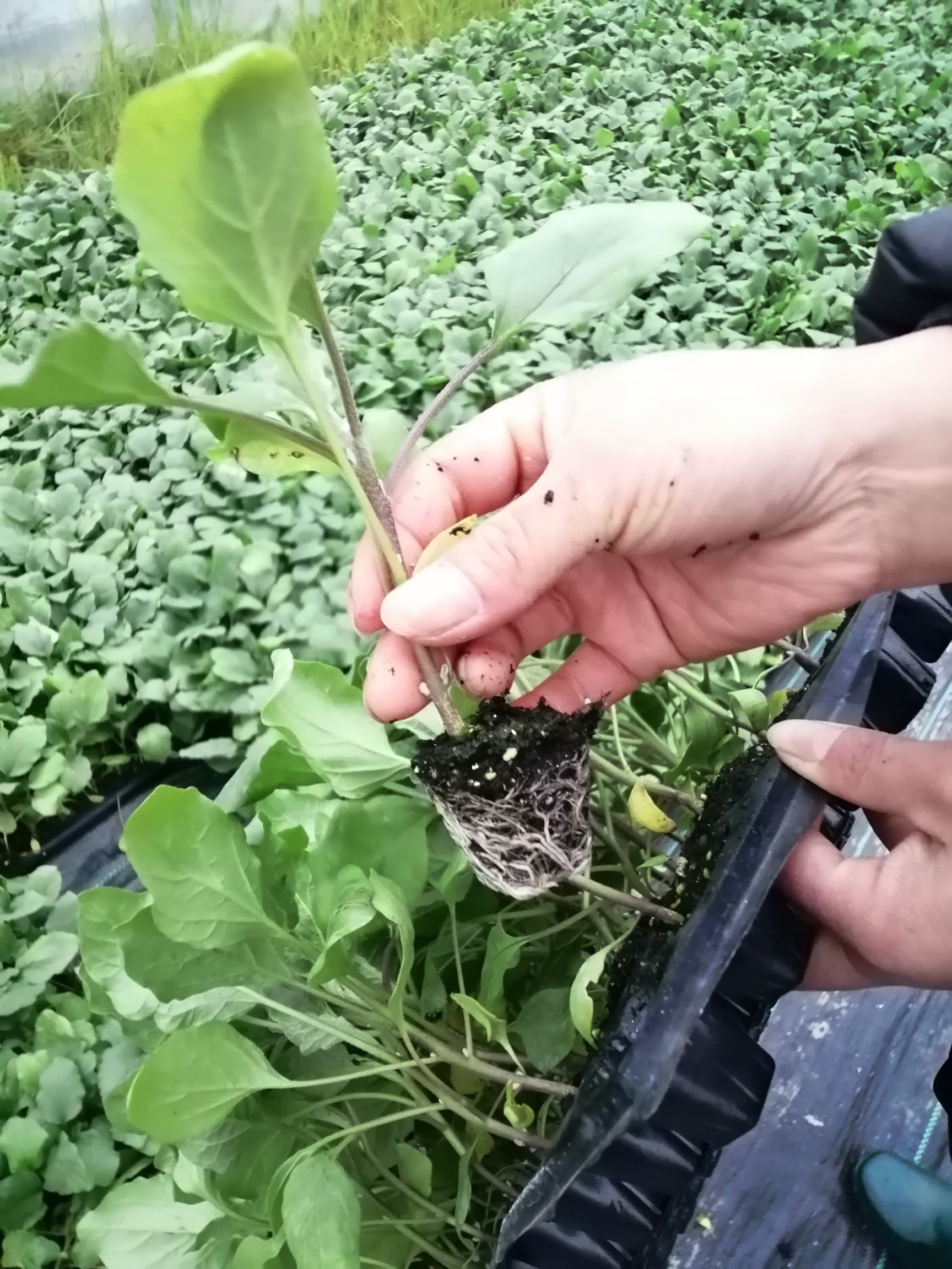  批发供应穴盘优质茄子苗杭茄苗绿茄苗黑长茄苗等各种茄子苗