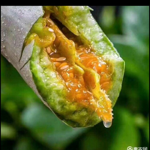 郑州羊角脆甜瓜 1斤以上