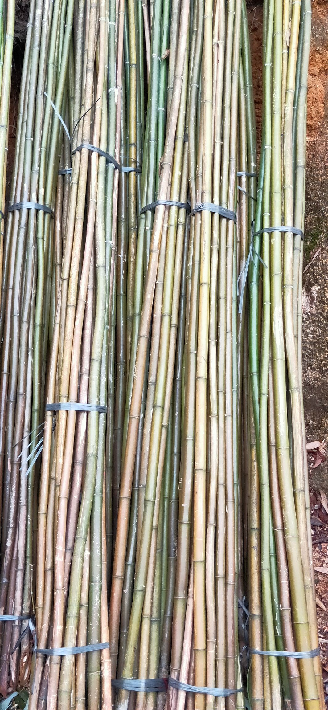  大量供应黄金竹，规格可定制，欢迎各位老总下单