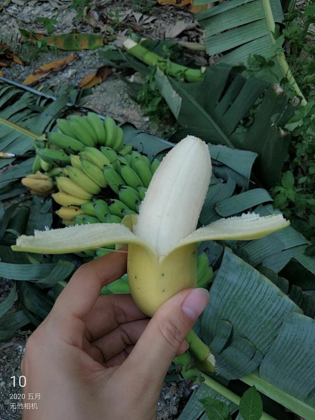  自家种的西贡香蕉量大