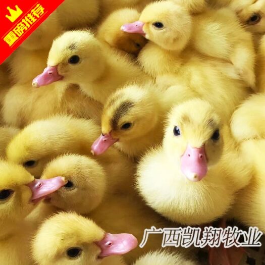 南宁大种白番鸭苗 白西洋鸭苗 孵厂直供包疫苗 可开检疫证