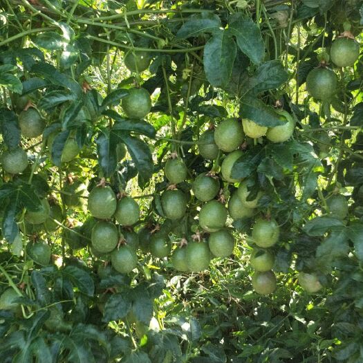 芒市紫玉百香果 好果马上熟了