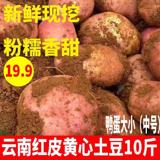 云南高山新鲜红皮黄心特大土豆10斤马铃薯包邮农家小洋芋5斤