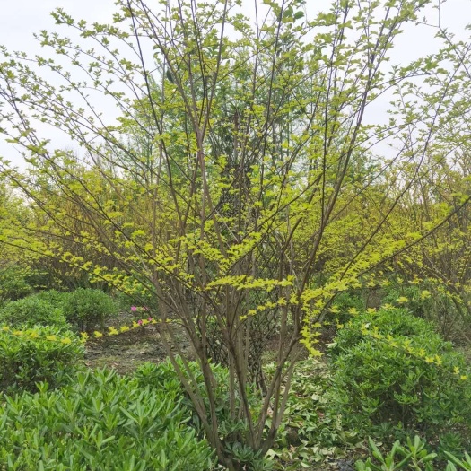 都江堰市 基地转型，优价出售地笼紫薇，价格便宜，输量有限，先到先得