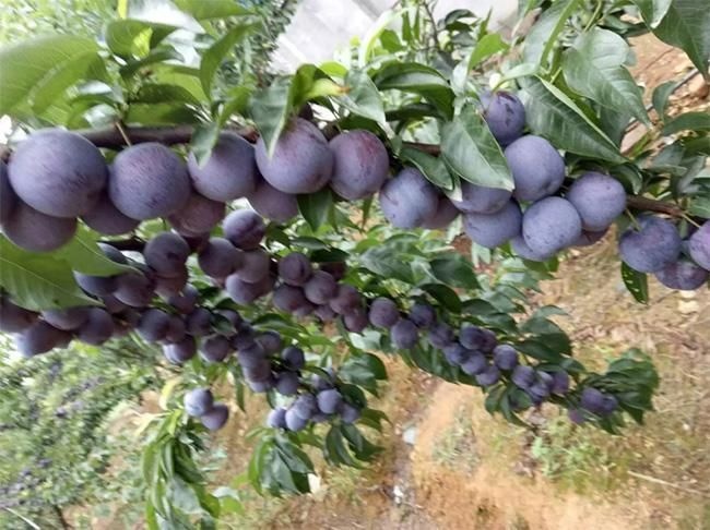 重庆市 茅莱凤凰李