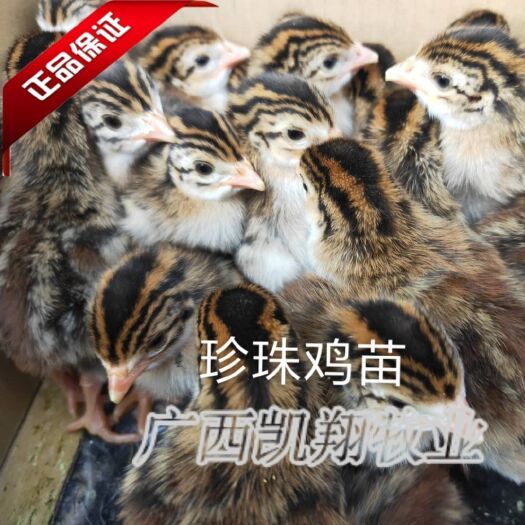 南宁珍珠鸡苗 珠鸡 正品保证 包疫苗 到家 养殖更放心