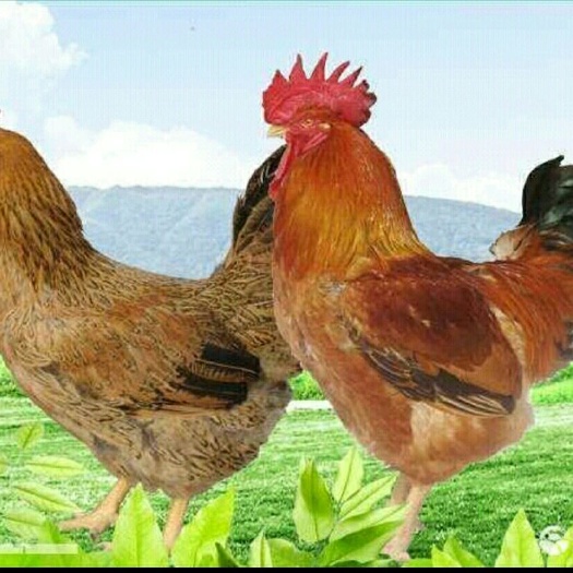 南宁 良凤花鸡苗 包打疫苗（疫苗）运输包 技术提供，质量保证