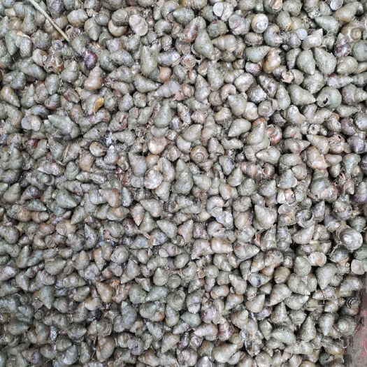 汉川市薄壳石螺1.3到1.5规格。长期供应