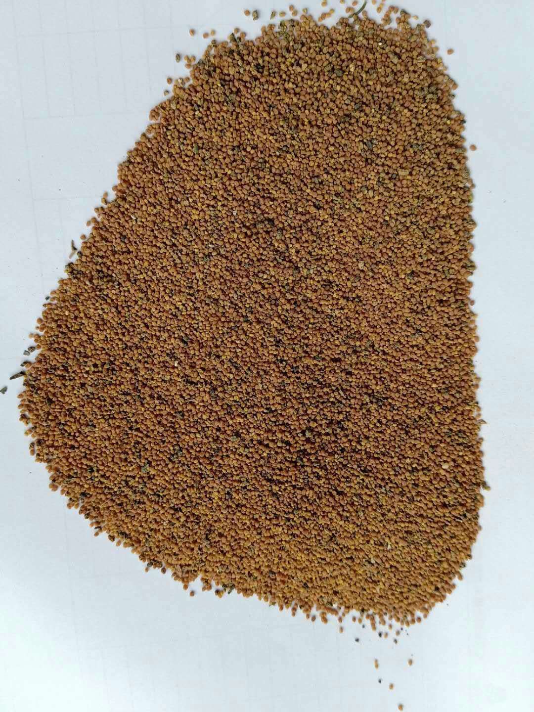 [穿心莲种子]已上新,机不可失,失不再来,各位老板快来砸单吧!