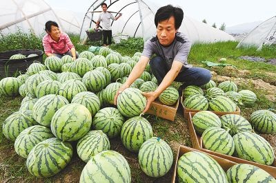 夏县 合作社50亩大棚种植麒麟西瓜