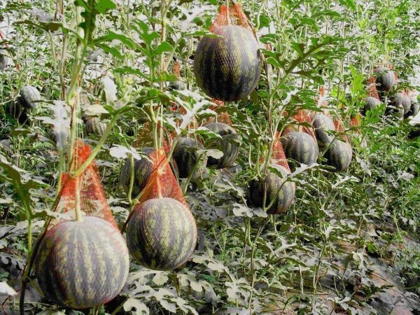 夏县 百亩麒麟西瓜种植基地