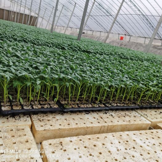 寿光市硬粉番茄苗  消费者认可好吃的西红柿品种‘吉诺比利'