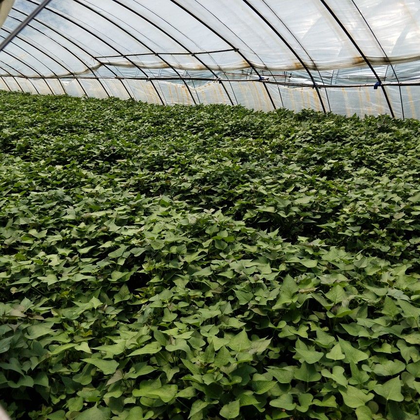 商薯19红薯苗 商薯19大量供应