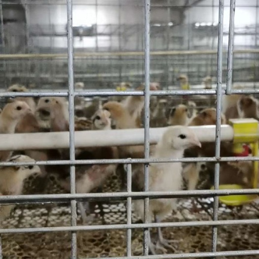 永城市青脚麻鸡苗 青脚麻鸡大量供应