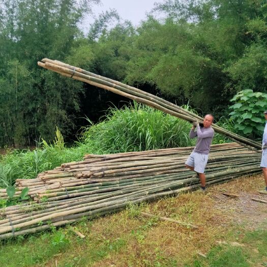 融安县毛竹 篙竹
