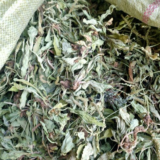 万荣县 车前草