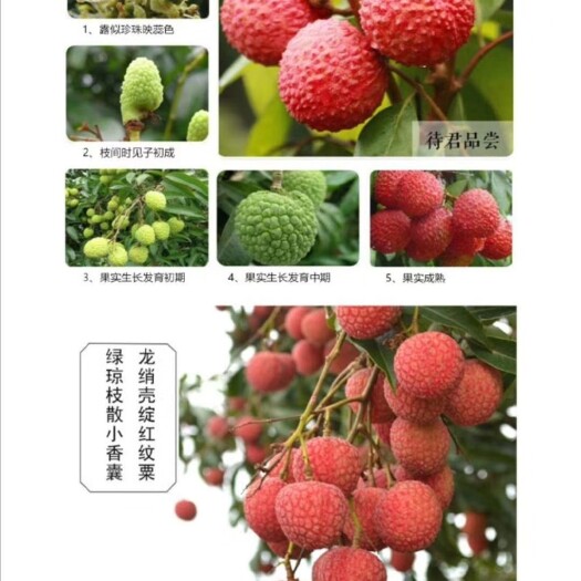高州市 正宗高州根子柏桥贡园白糖罂荔枝