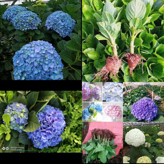昆明无尽夏，大海蓝绣球小苗  庭院种植，阳台种植，花园种植品种多