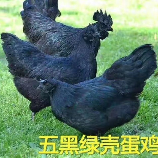 博罗县五黑一绿鸡苗  125天左右下蛋  一年产蛋260玫这样