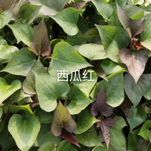 夏津县西瓜红红薯苗  高代脱毒原种薯苗