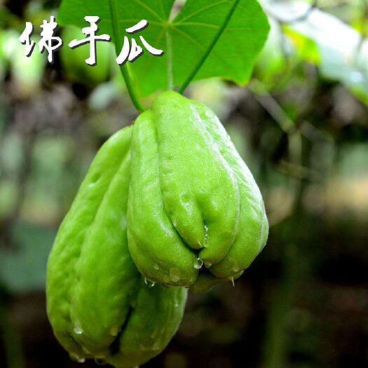 安宁市绿皮佛手瓜  【佛手瓜】 
佛手瓜又称捧瓜、洋瓜、丰收瓜、寿瓜 包邮
