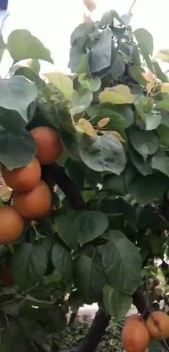 砀山县 砀山金太阳杏成熟啦