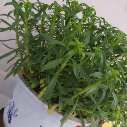 泰安景观盆栽 钙菜盆景可以吃的盆景高钙产品
