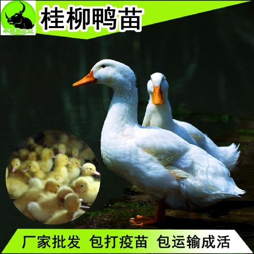 南宁 广西纯种白鸭苗价格批发包邮包打疫苗