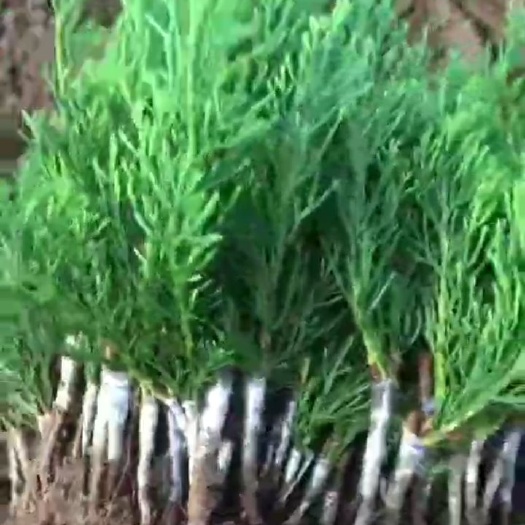 日照塔柏树苗