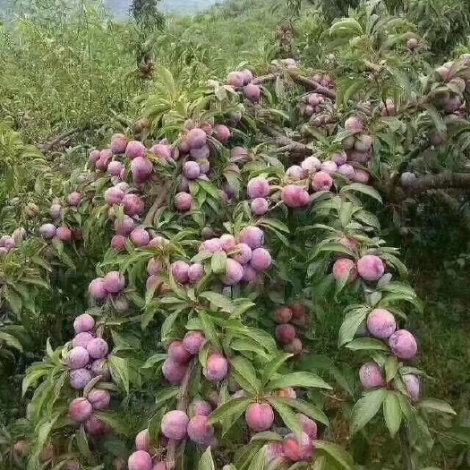 灵山县银妃三华李苗  南北可种高产脆甜红心晚熟银妃纯正品种嫁接李子苗