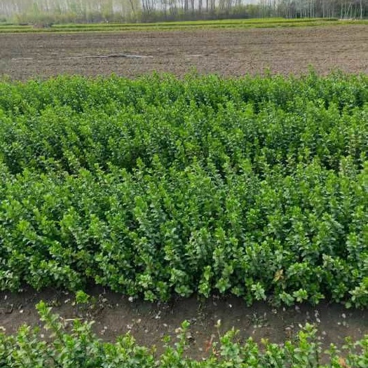 新沂市胶东卫矛  多种篱灌木